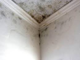 Best Forensic Mold Investigation  in Lamar, CO